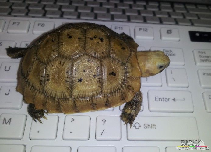 Ƭ