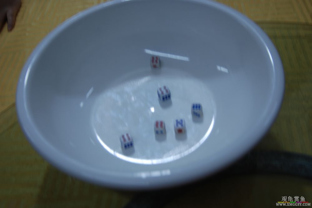 DSC_6105.JPG