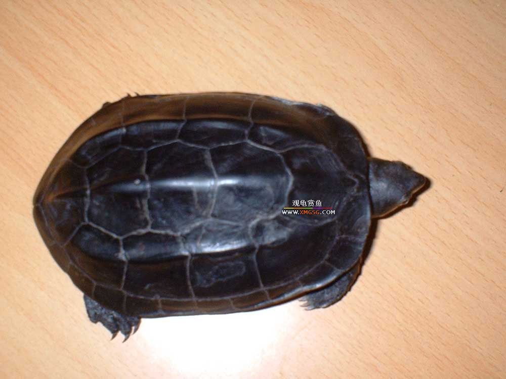 [ͼ]һһī  ͼ