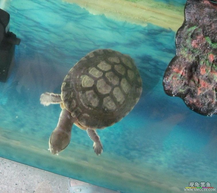 ��ϣ����ȥ������ı���17CM,����14.5CM