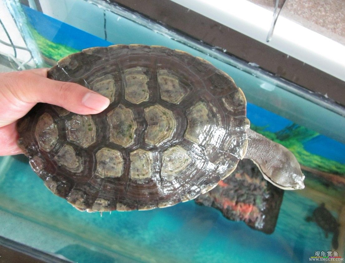 ��ֻ�궼ûɶƷ�࣬����ָβȫ��������