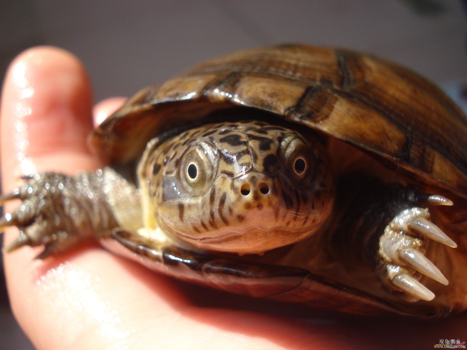 ��ѽ ��˭��