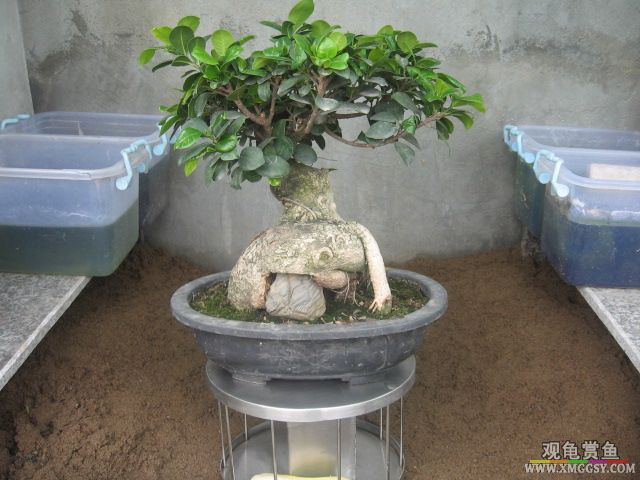 ����Ч��·