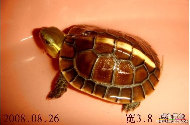 08��7�³�����СԵ