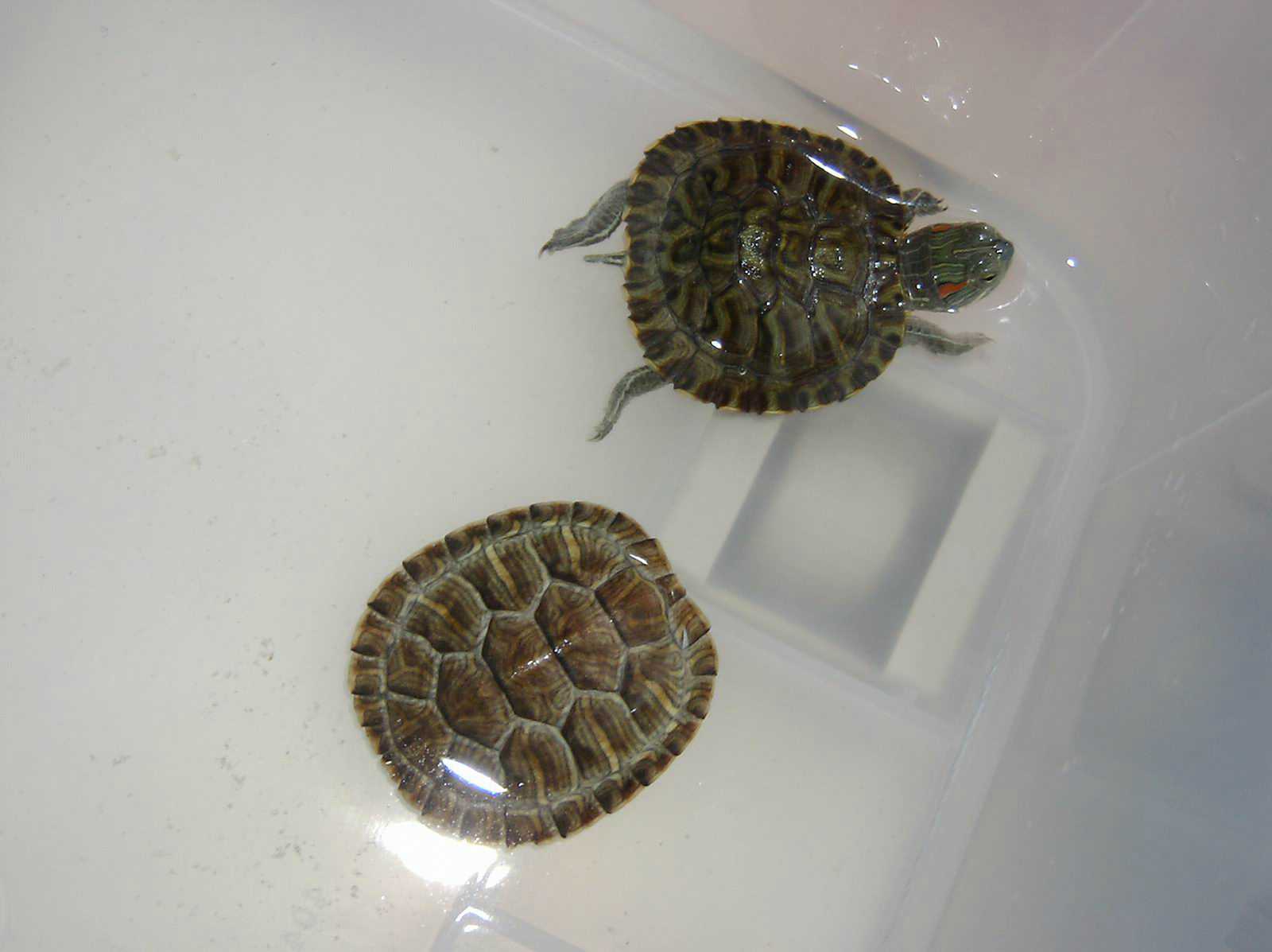 ���������ͷ�ְֹͶ�����һ��