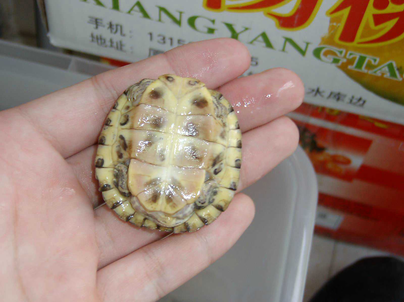 ���������ͷ�ְֹͶ�����һ��