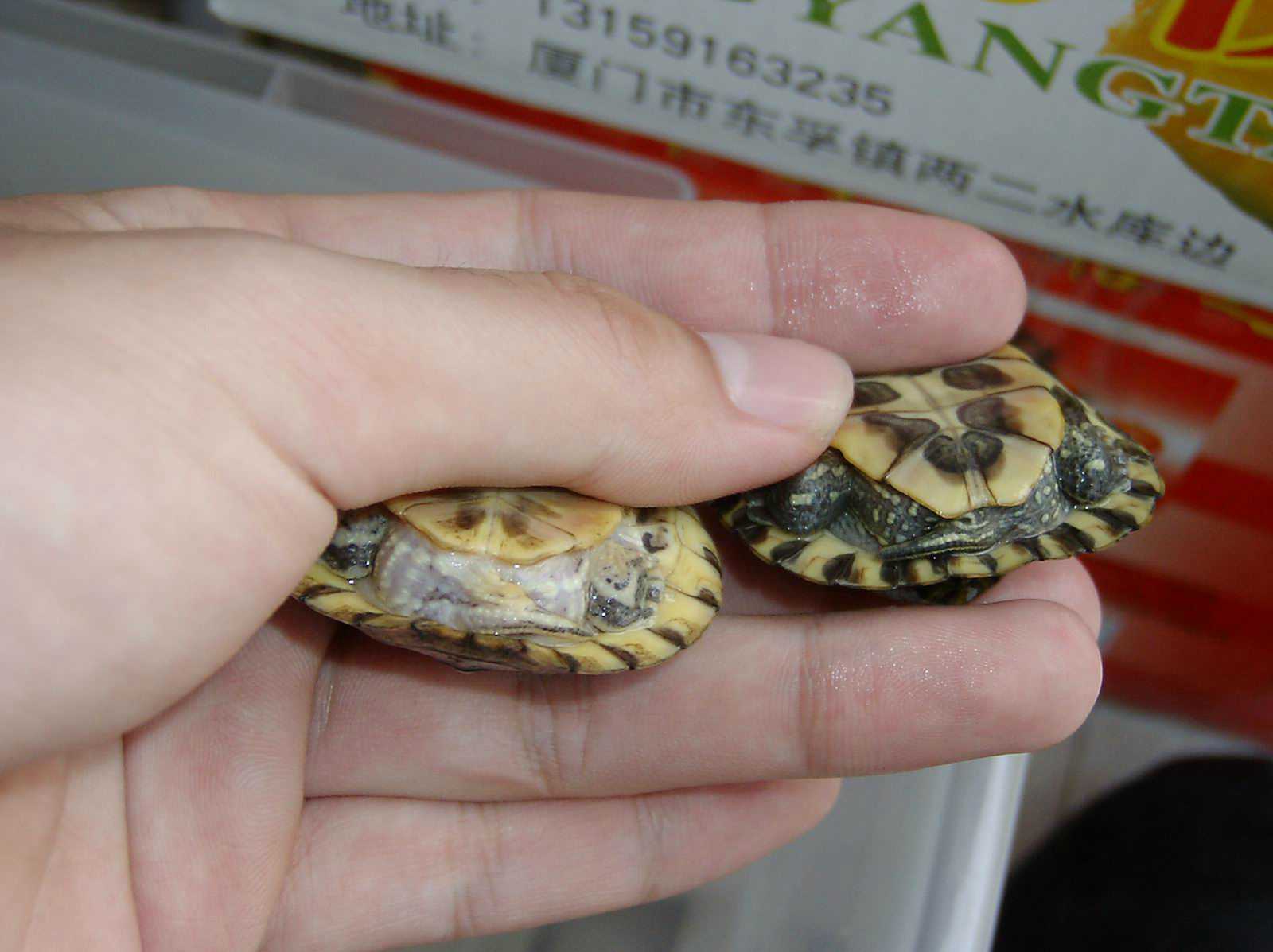 ���������ͷ�ְֹͶ�����һ��