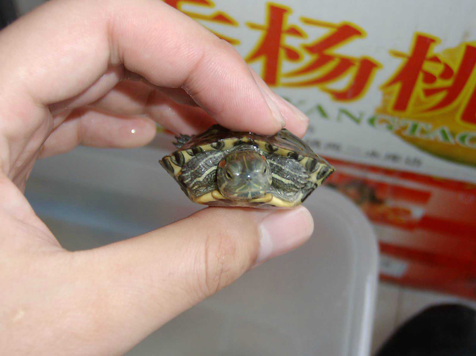 ���������ͷ�ְֹͶ�����һ��