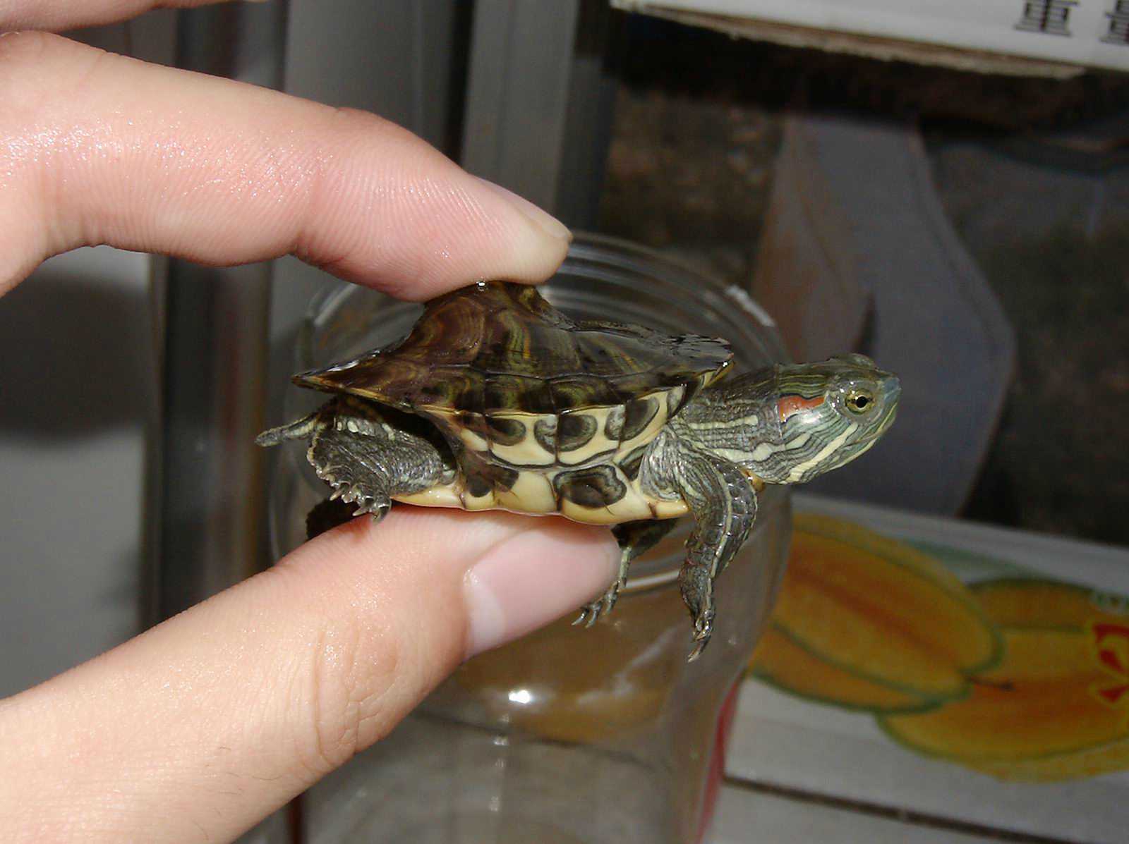 ���������ͷ�ְֹͶ�����һ��