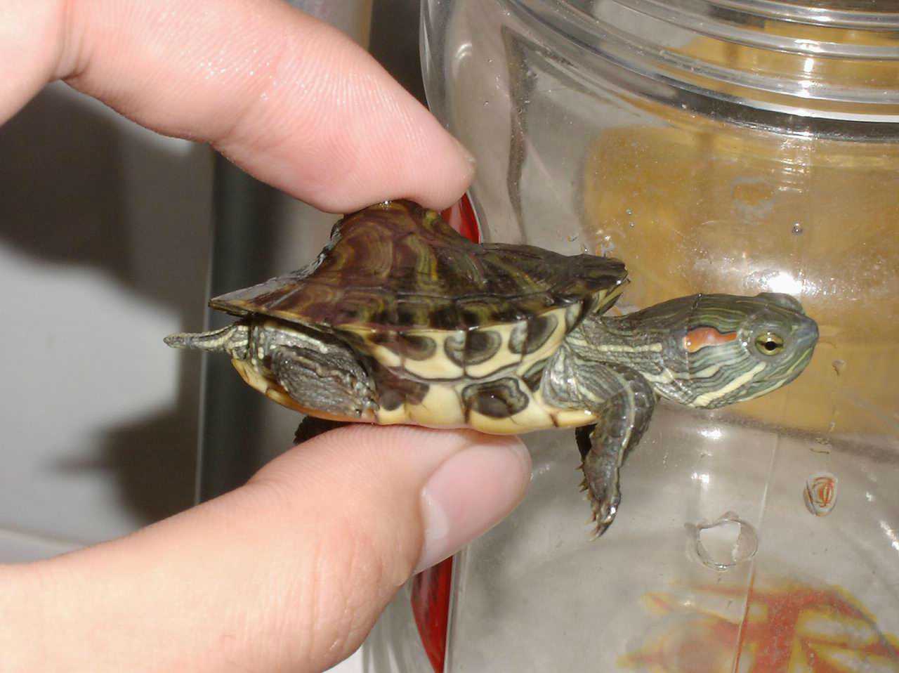 ���������ͷ�ְֹͶ�����һ��