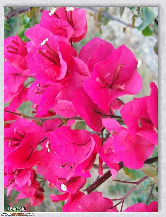 ��÷�����