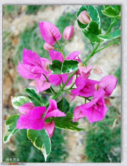 ��÷�����