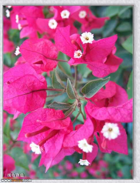 ��÷�����