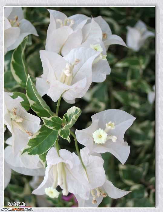 ��÷�����