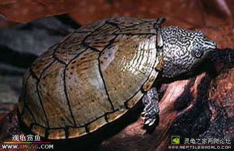 [�����ѹ�С��] ƽ�������  ת�����