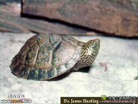 [�����ѹ�С��] ƽ�������  ת�����