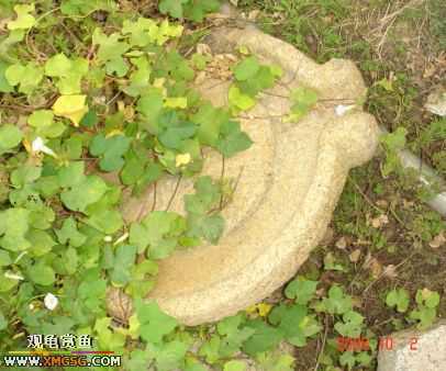 06.10.02 ѹ����