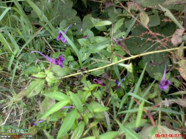 [ԭ��]�������ϼ��б�����������