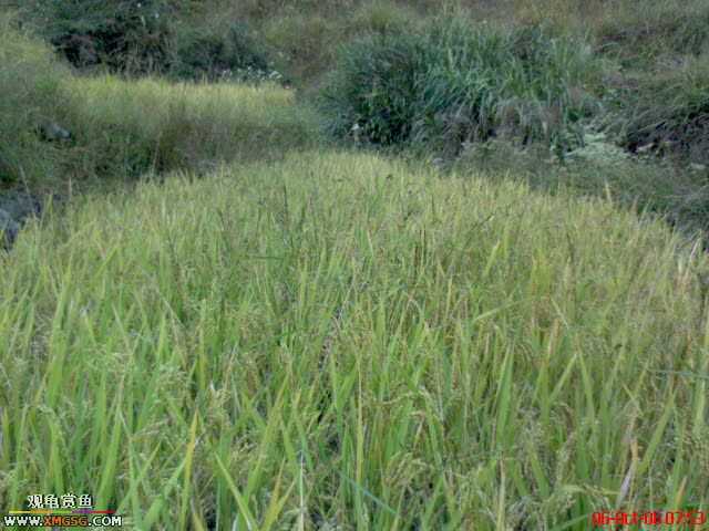 [ԭ��]�������ϼ��б�����������