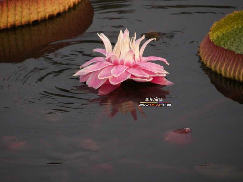 ǰЩʱ���������ĵ�