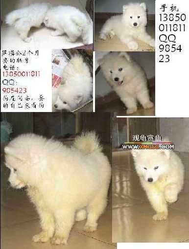 �����ѳ�����ħС��