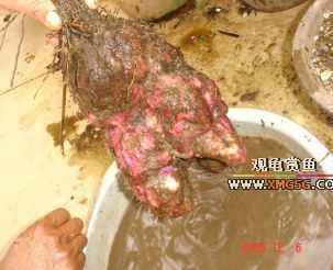 �п�Ҳ������