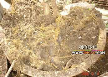 �п�Ҳ������