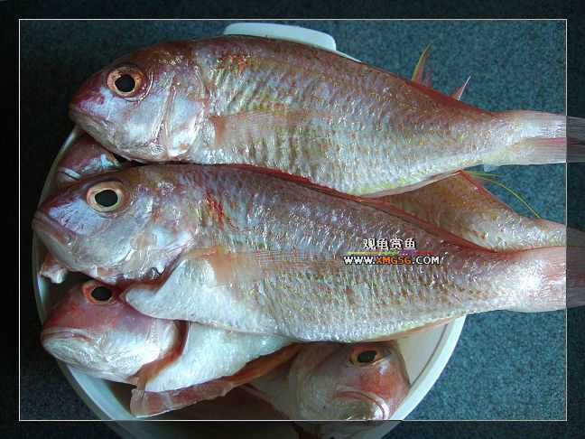 ����ˮ�Ľ�����