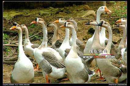 [��ͼ]������ҵ������2006��̩ǧ����ũ��