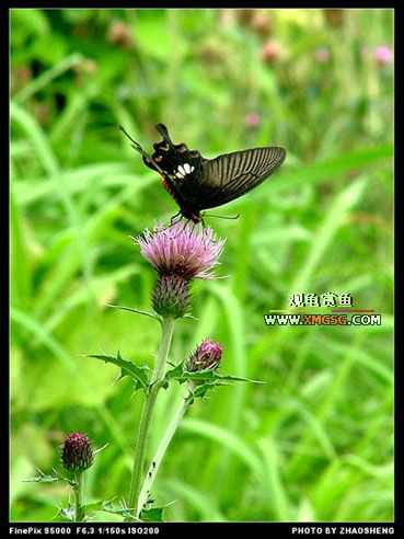 [��ͼ]������ҵ������2006��̩ǧ����ũ��