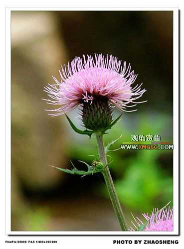 [��ͼ]������ҵ������2006��̩ǧ����ũ��