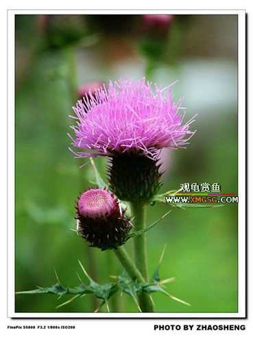 [��ͼ]������ҵ������2006��̩ǧ����ũ��