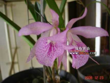 ������ջ�