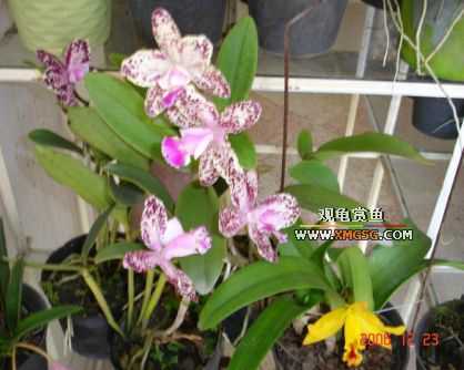 ������ջ�