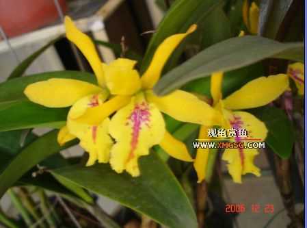 ������ջ�