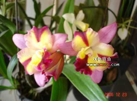 ������ջ�