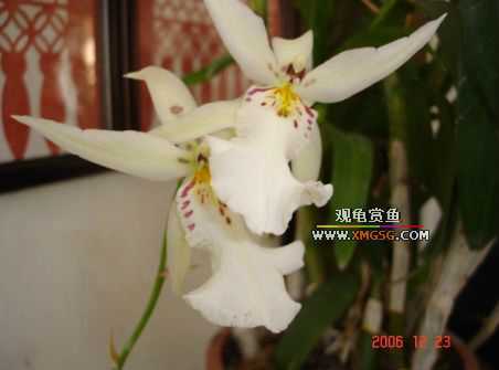 ������ջ�