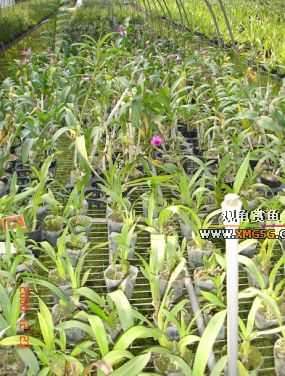 ������ջ�