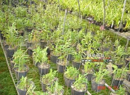 ������ջ�