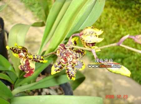 ������ջ�