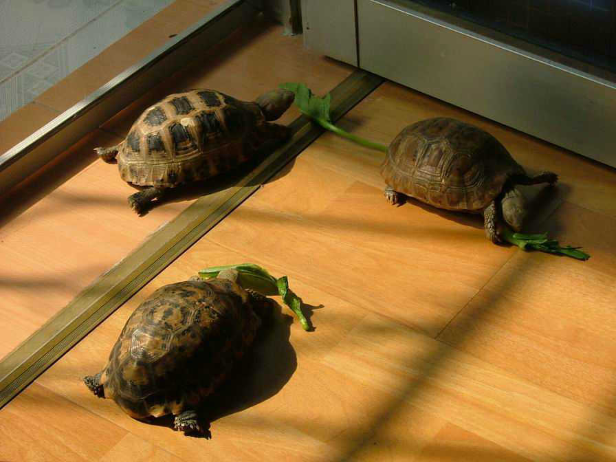 һ��ǰ�����������������س�����ʳ����