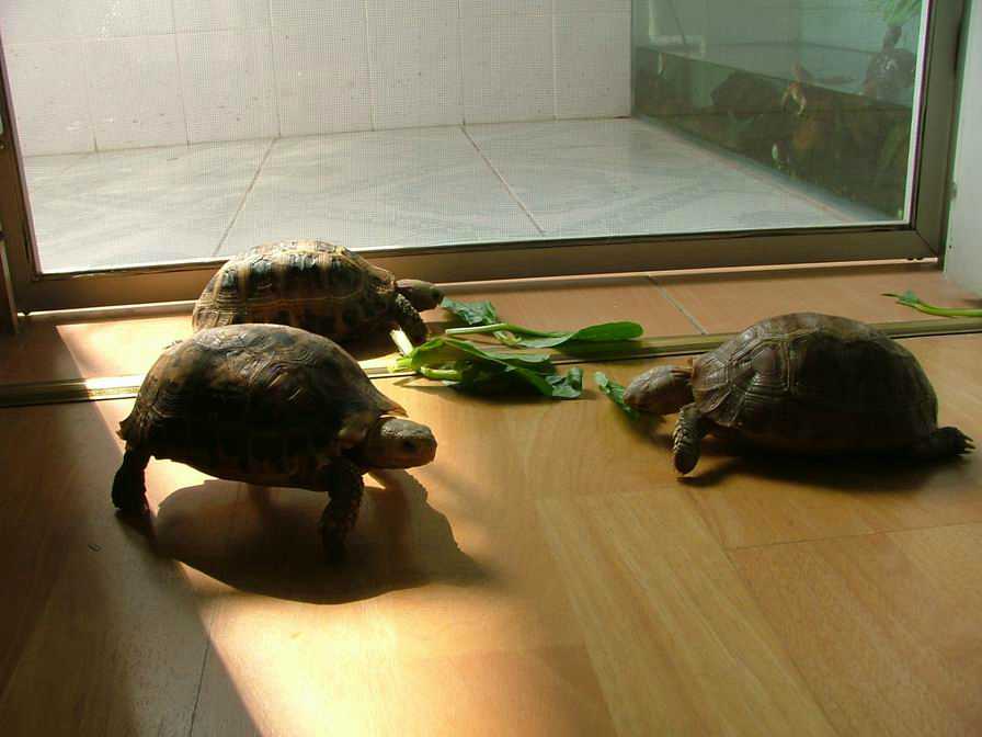 һ��ǰ�����������������س�����ʳ����