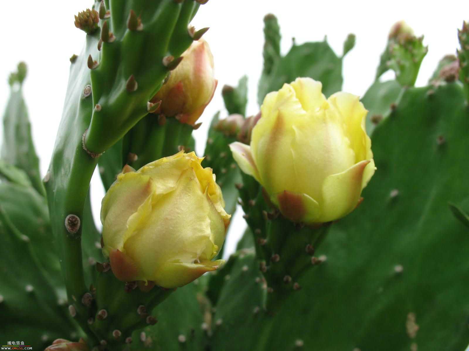 �����������ȥ����