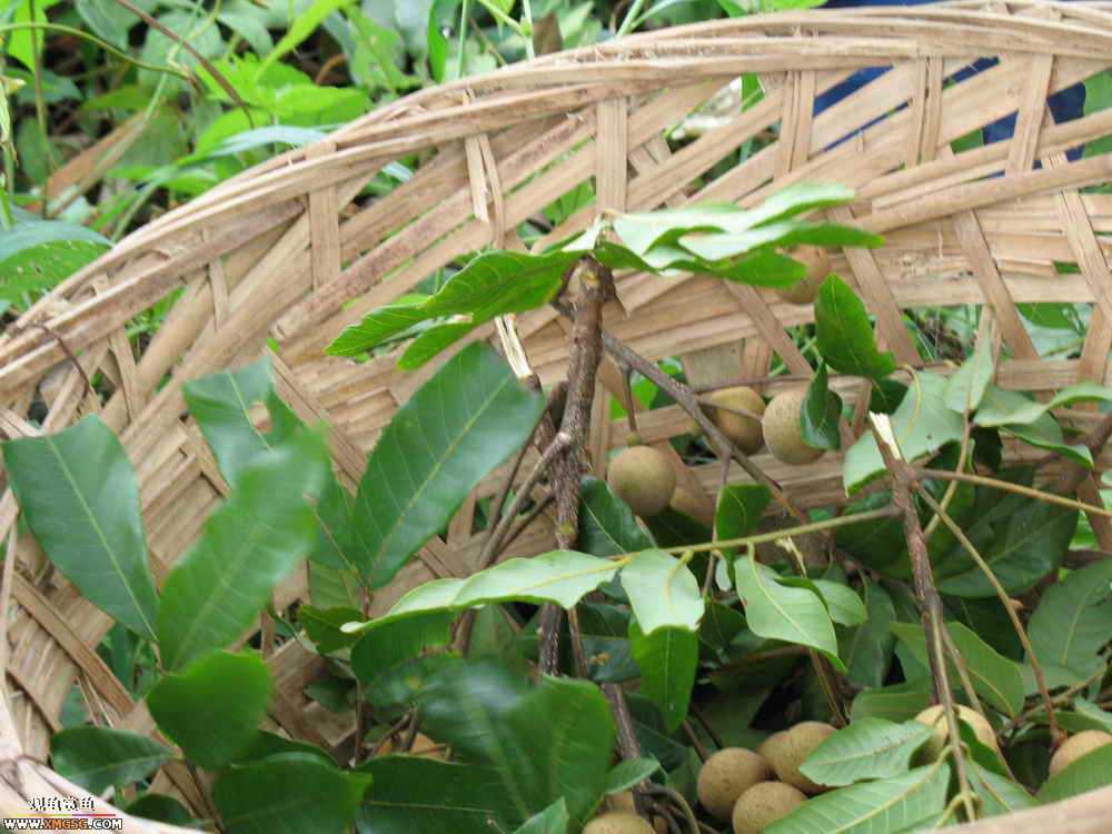 �����������ȥ����