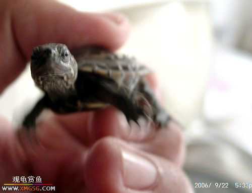 ����ǿǿ��!