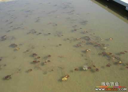 ������Ӱ