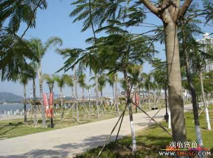 ������Ӱ