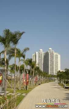 ������Ӱ