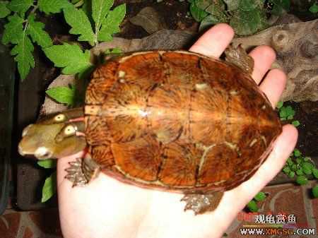 ת��ֻ�۰ߺ�ӥ