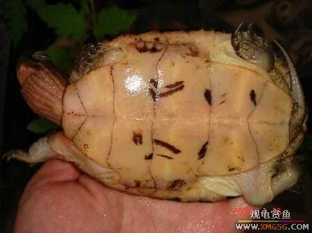 ת��ֻ�۰ߺ�ӥ